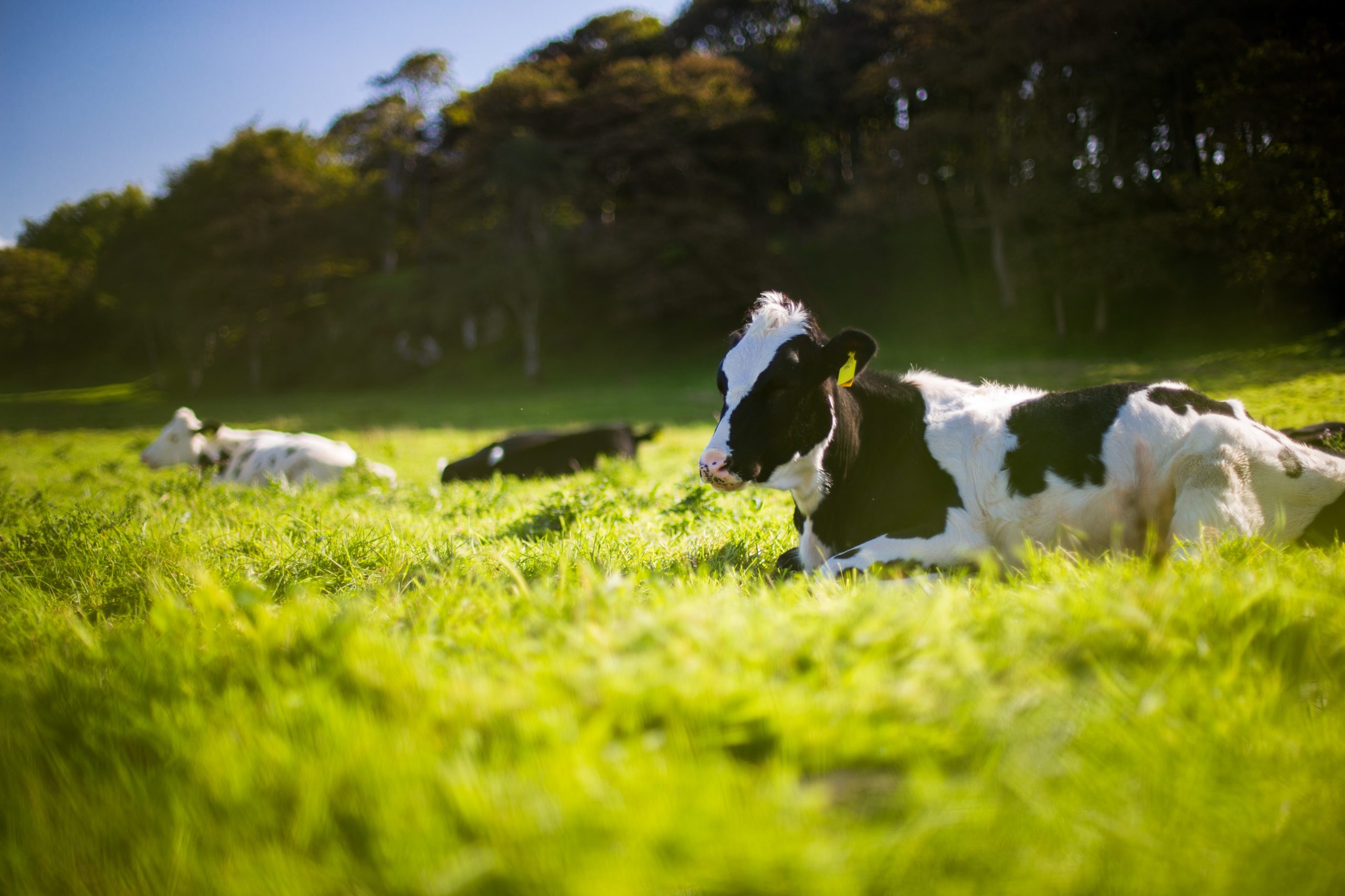 The 5 Hazards of Grinding Your Own Beef - Schweid & Sons