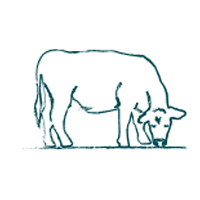 Sketched drawing of cattle grazing