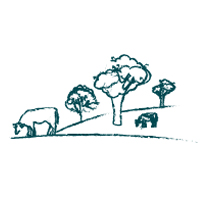 Sketched drawing of cow grazing in field and trees