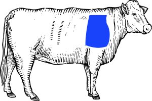 chuck beef location on steer