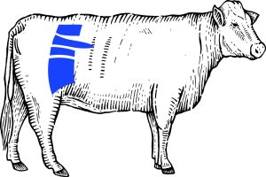 cut of sirloin beef location on a steer